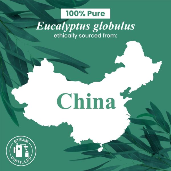 Eucalyptus Essential Oil - Huge 4 Fl Oz - 100% Pure and Natural - Premium Grade Essential Oil for Diffuser and Aromatherapy  Health & Household - Image 7